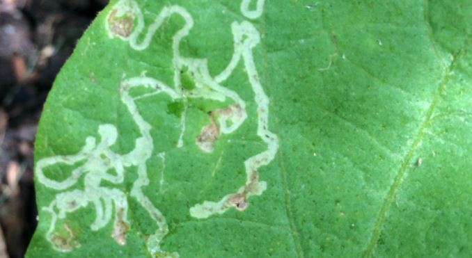 leafminer larvae tunnels on an eggplant leaf 