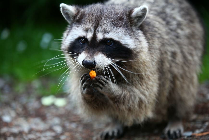 raccoon