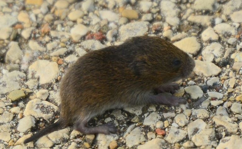 vole on a pepple path 