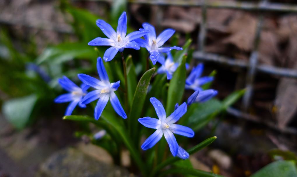 Chionodoxa, Glory-of-the-Snow, Chionodoxa forbesii