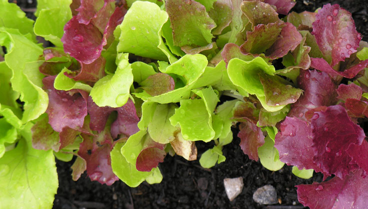 leaf lettuce 