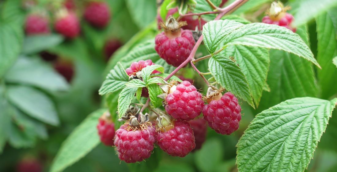 raspberries 