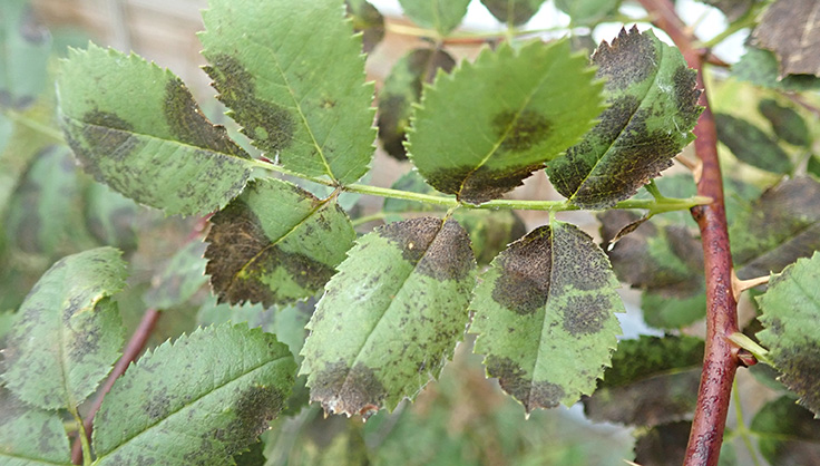 black spot on rose leaves