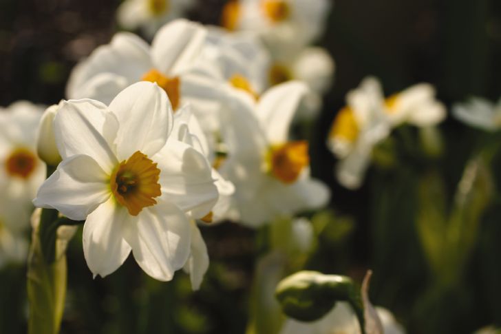 white daffodil 