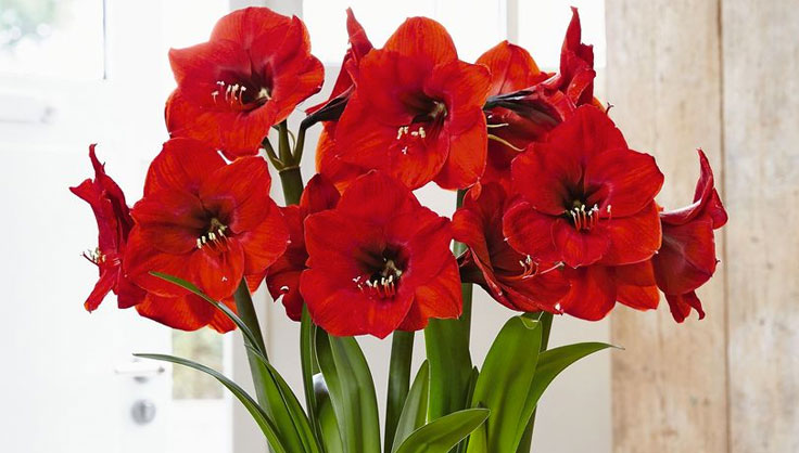 red amaryllis