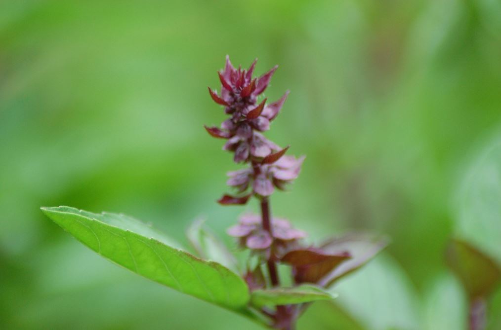 thai basil 