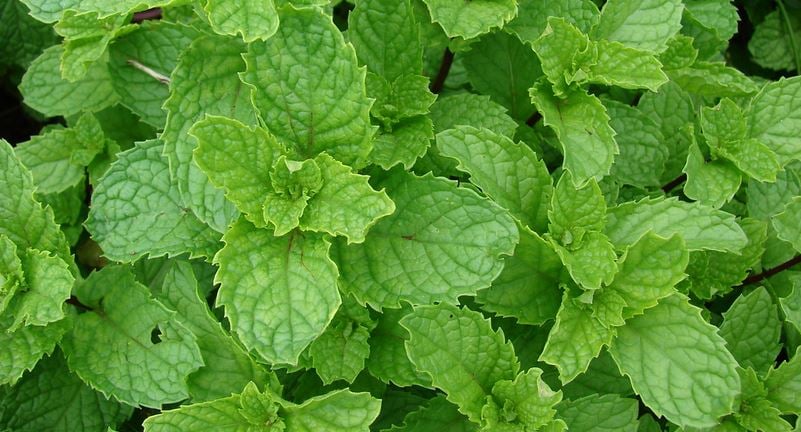 spearmint plants 