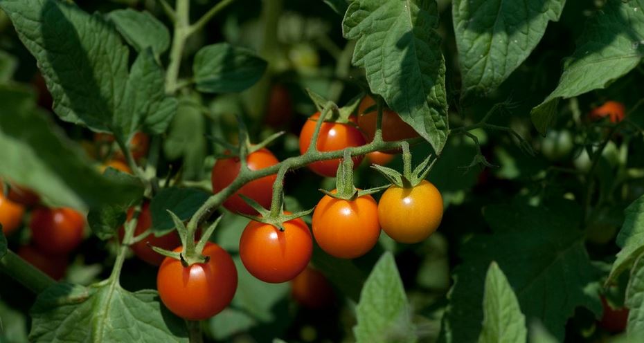 sungold cherry tomatoes 