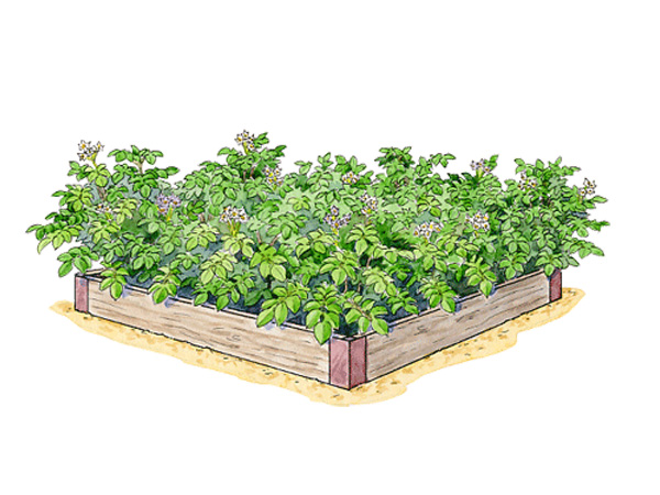 Potato Bed Illustration